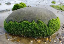 Scientific Names for Algae