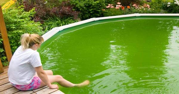 Swimming in Green Pool Water